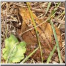 Rana temporaria - Grasfrosch 02.jpg